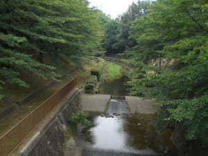 白沢川・守山区松坂町