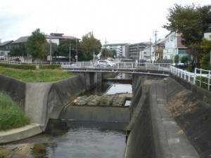 藤の木川・下川原CIMG1614