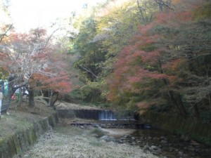 17・鳥原川・鳥原町CIMG1711-1