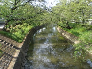 2_五条川・岩倉市大市場町CIMG1982